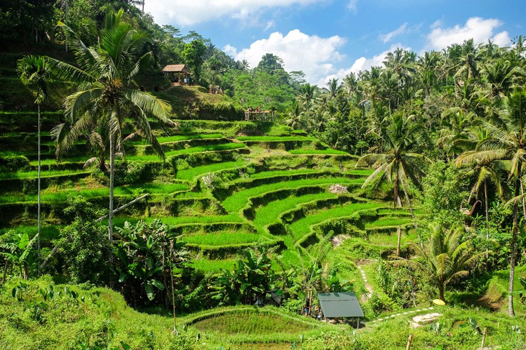 Reisterrassen auf Bali  Die sch nsten 3 Reisfelder